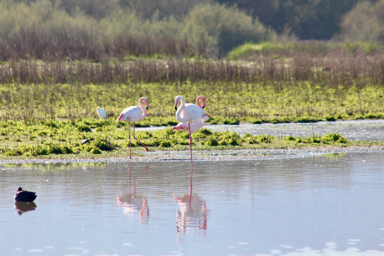 Flamingos in der Lagune Fuente de Piedra