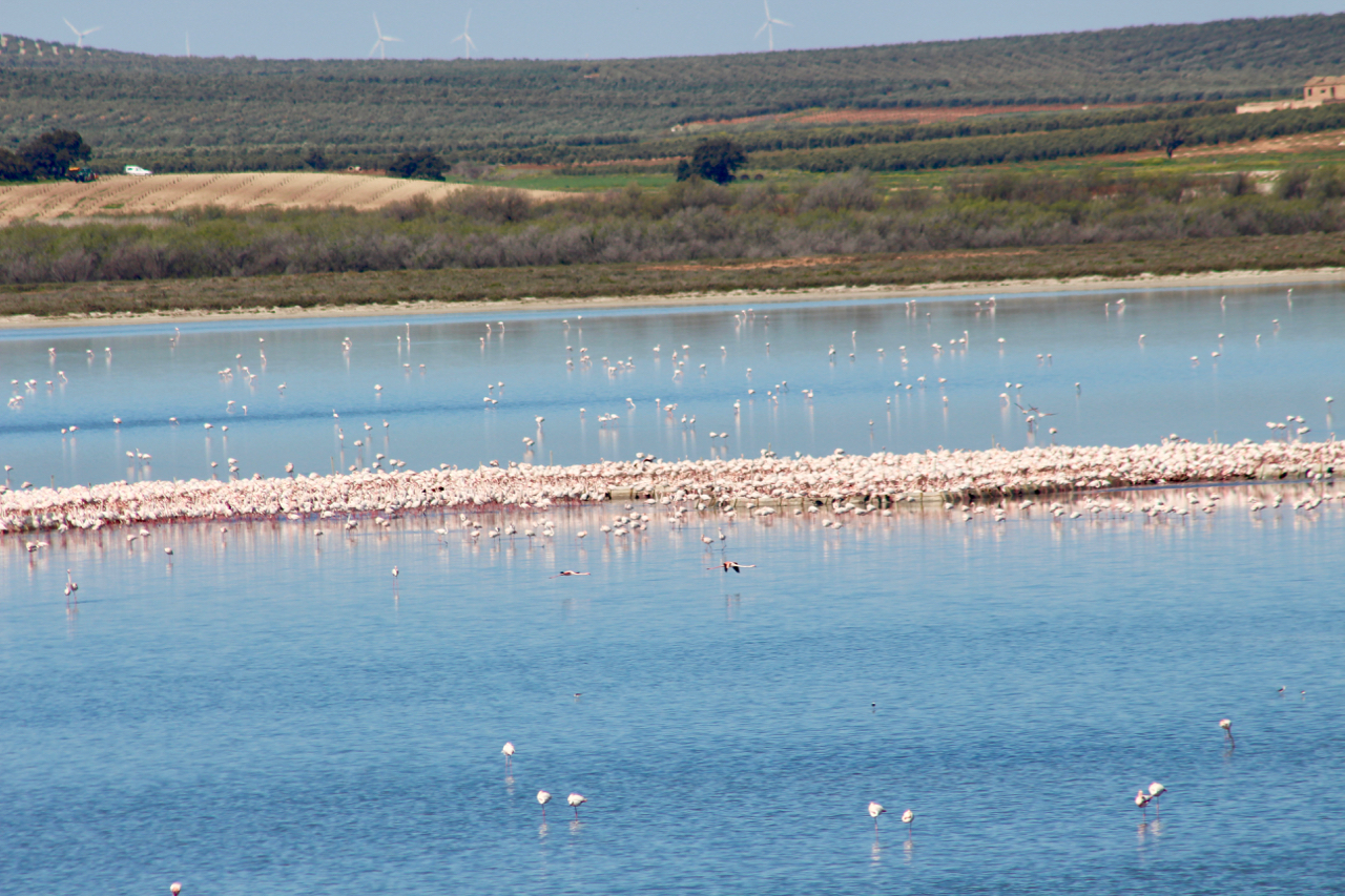 Brutkolonie der Flamingos in der Lagune Fuente de Piedra