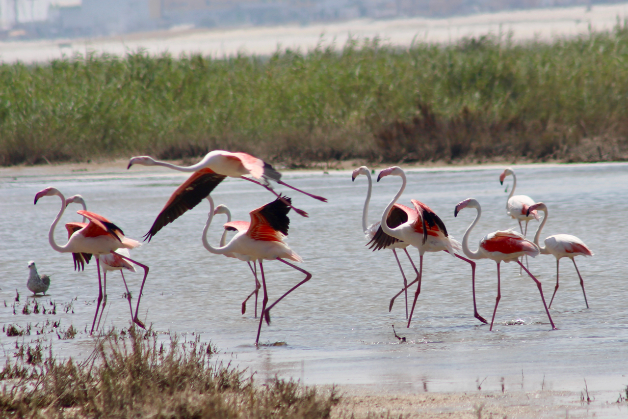 Flamingos im Naturschutzgebiet Punta Entinas-Sabinar