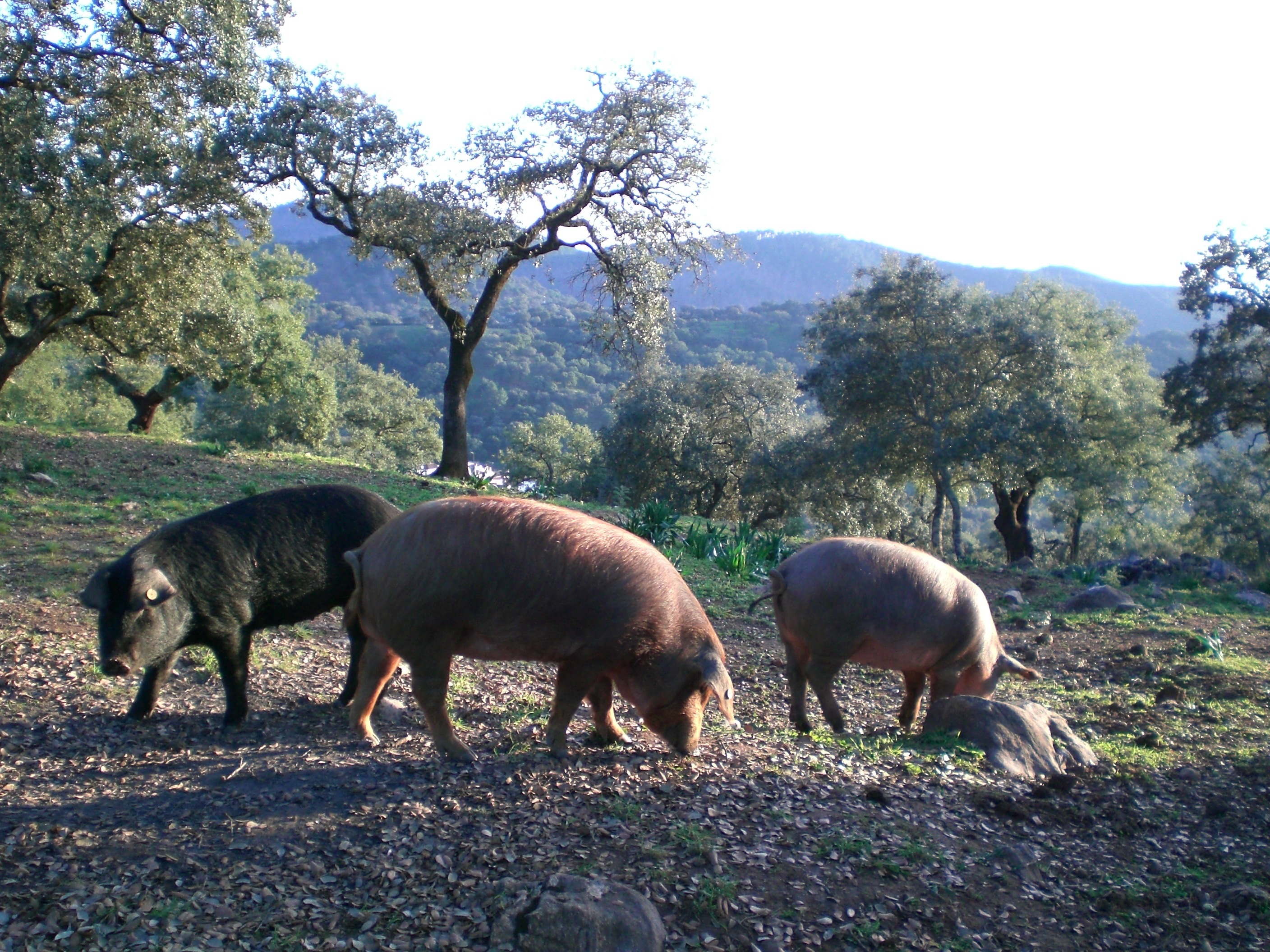 Iberische Schweine in den Dehesas